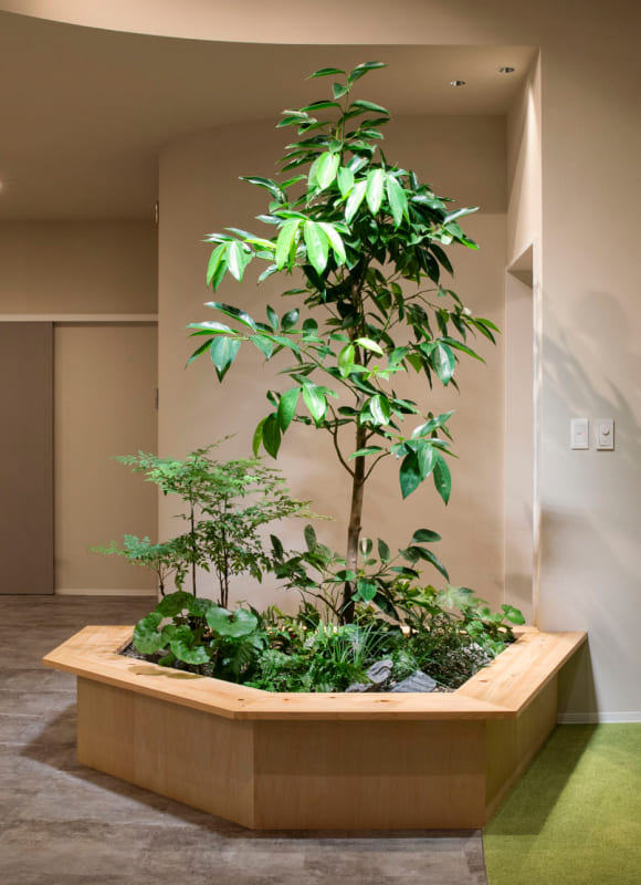 シンボルツリー（シナモンの木）